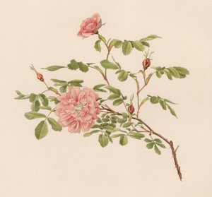 English Rose by English School
